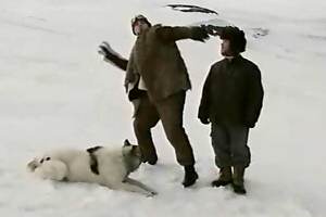 Smirnoff Ice - Fetch Reluctant Husky
